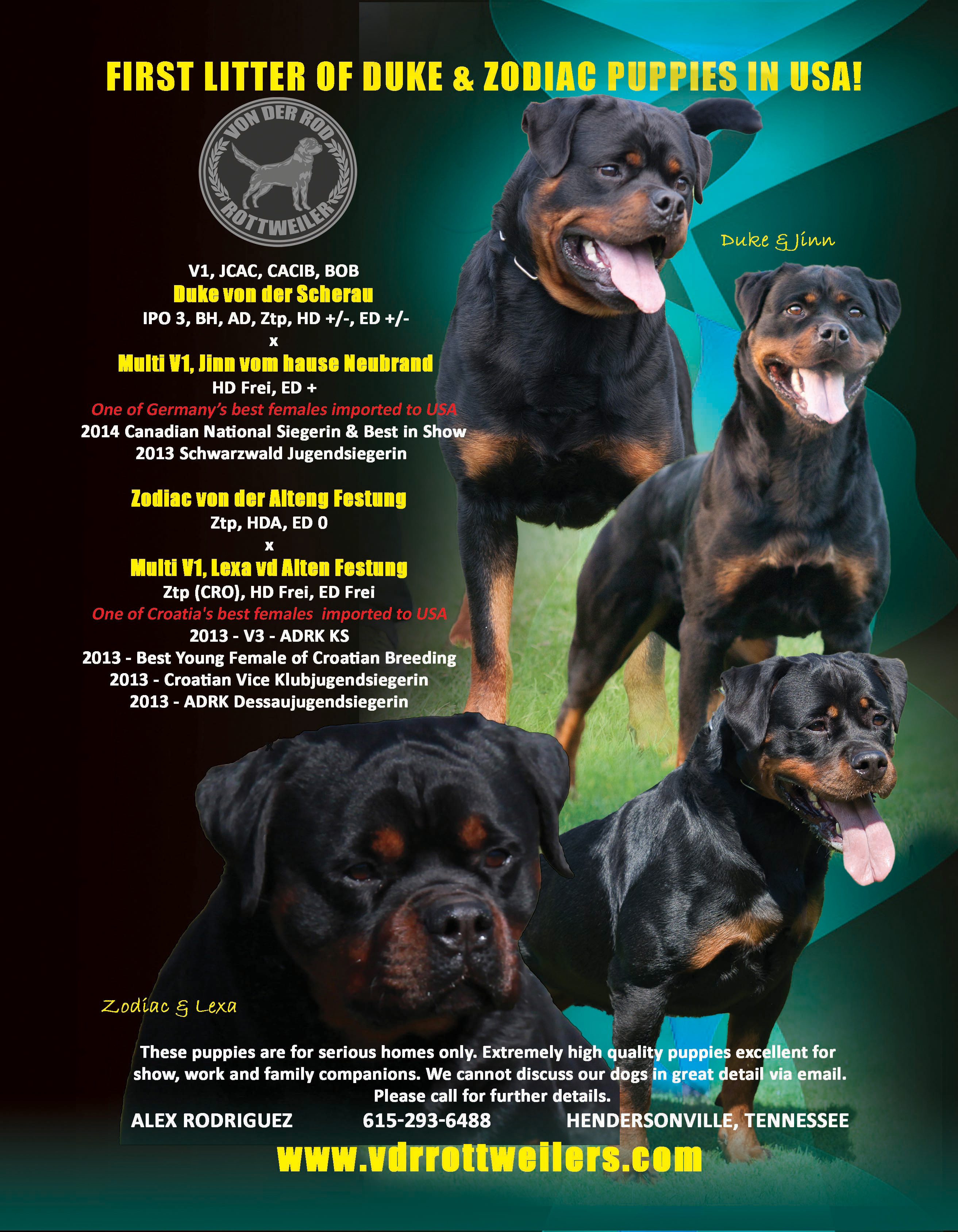 Duke von der Scherau x Jinn vom Hause Neubrand, Zodiac von der Alten Festung x Lexa von der Alten Festung