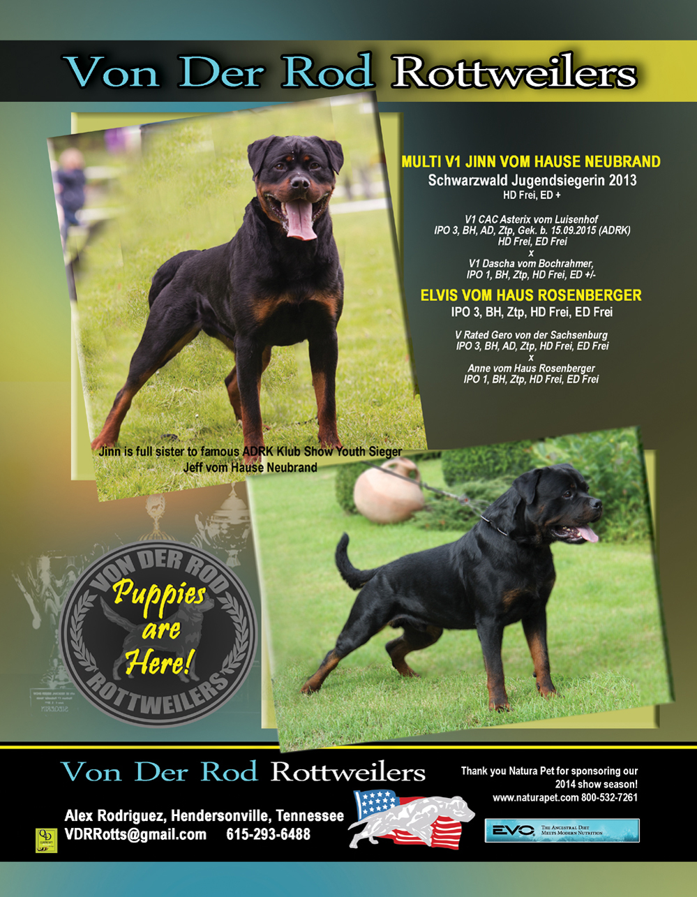 Jinn vom Hause Neubrand x Elvis vom Hause Rosenberger puppies