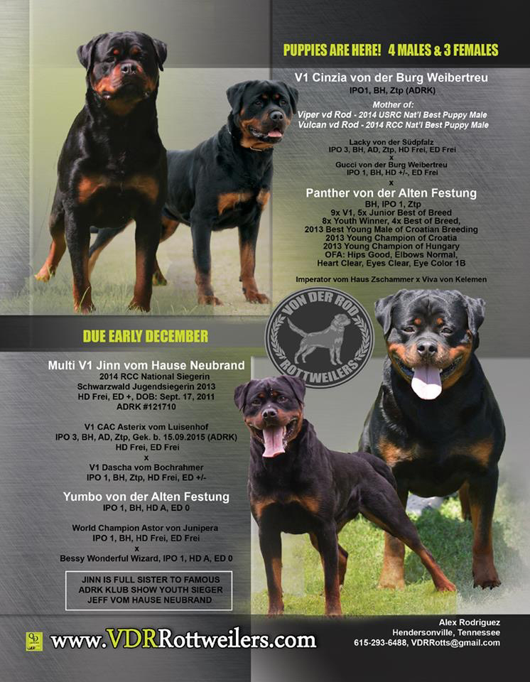 Panther von der Alten Festung x Cinzia von der Burg Weibertreu, Yumbo von der Alten Festung x Jinn vom Hause Neubrand