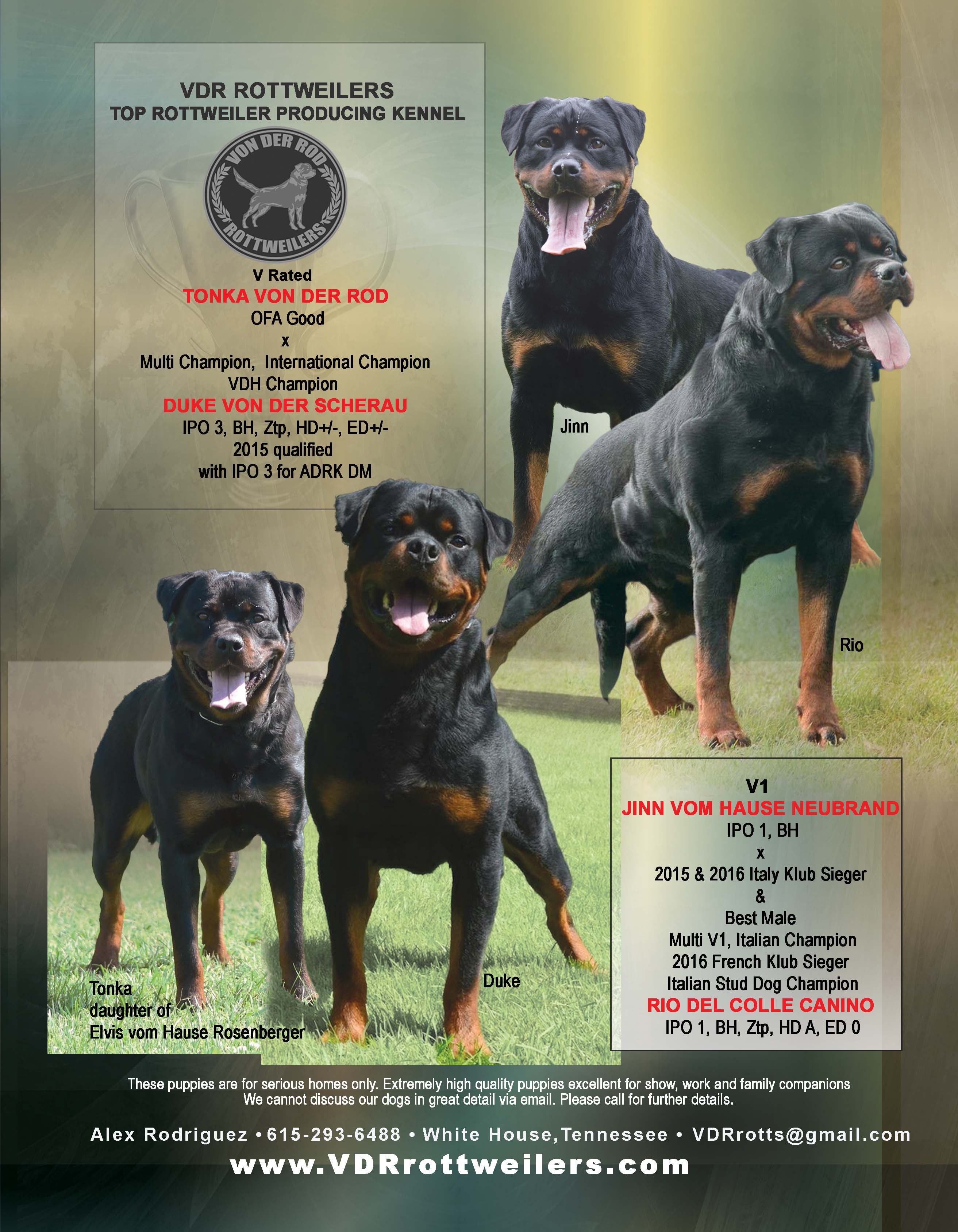 Duke von der Scherau x Tonka von der Rod, Rio Del Colle Canino x Jinn vom Hause Neubrand