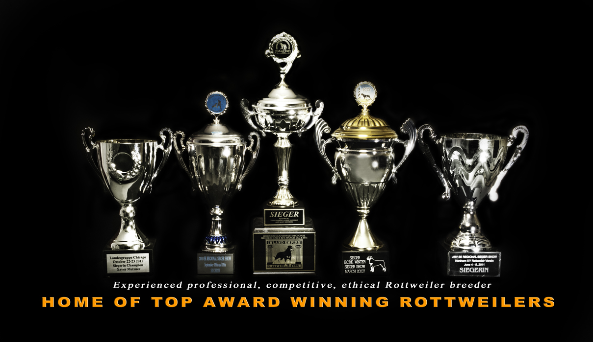 German Rottweiler Puppies for sale