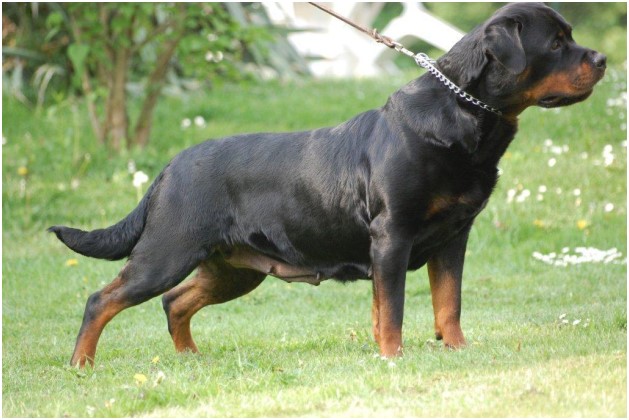 Anne vom Haus Rosenberger