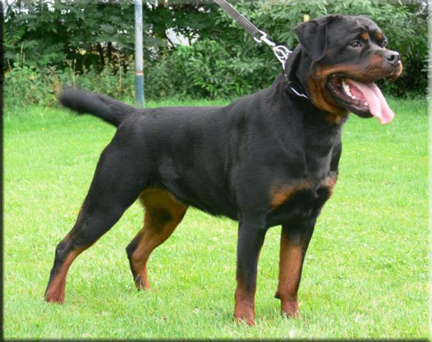 Dascha vom Bochrahmer