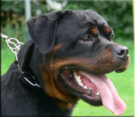 Dascha vom Bochrahmer