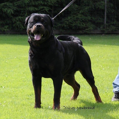 Elvis vom Haus Rosenberger