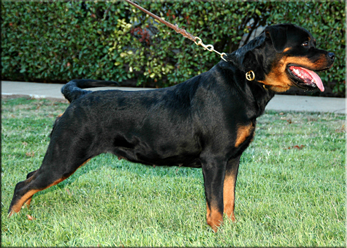 Gianna von der burg Weibertreu