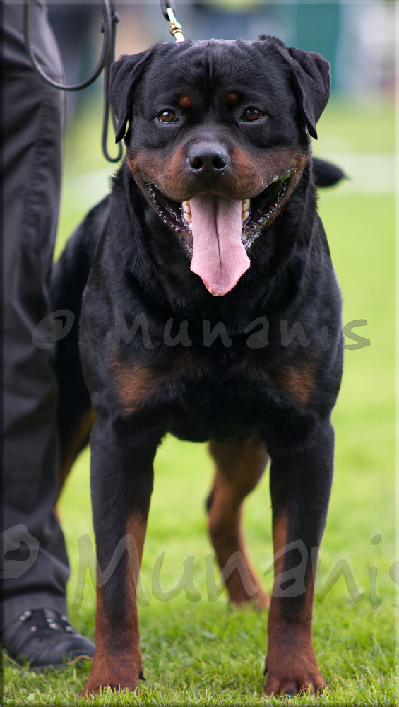 Jeff vom Hause Neubrand