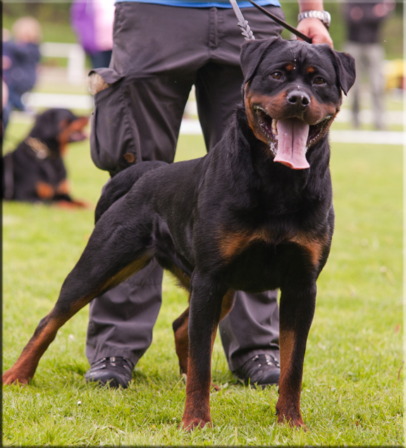 Jinn vom Hause Neubrand