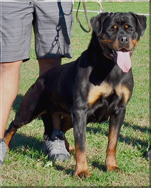 Lexa von der Alten Festung