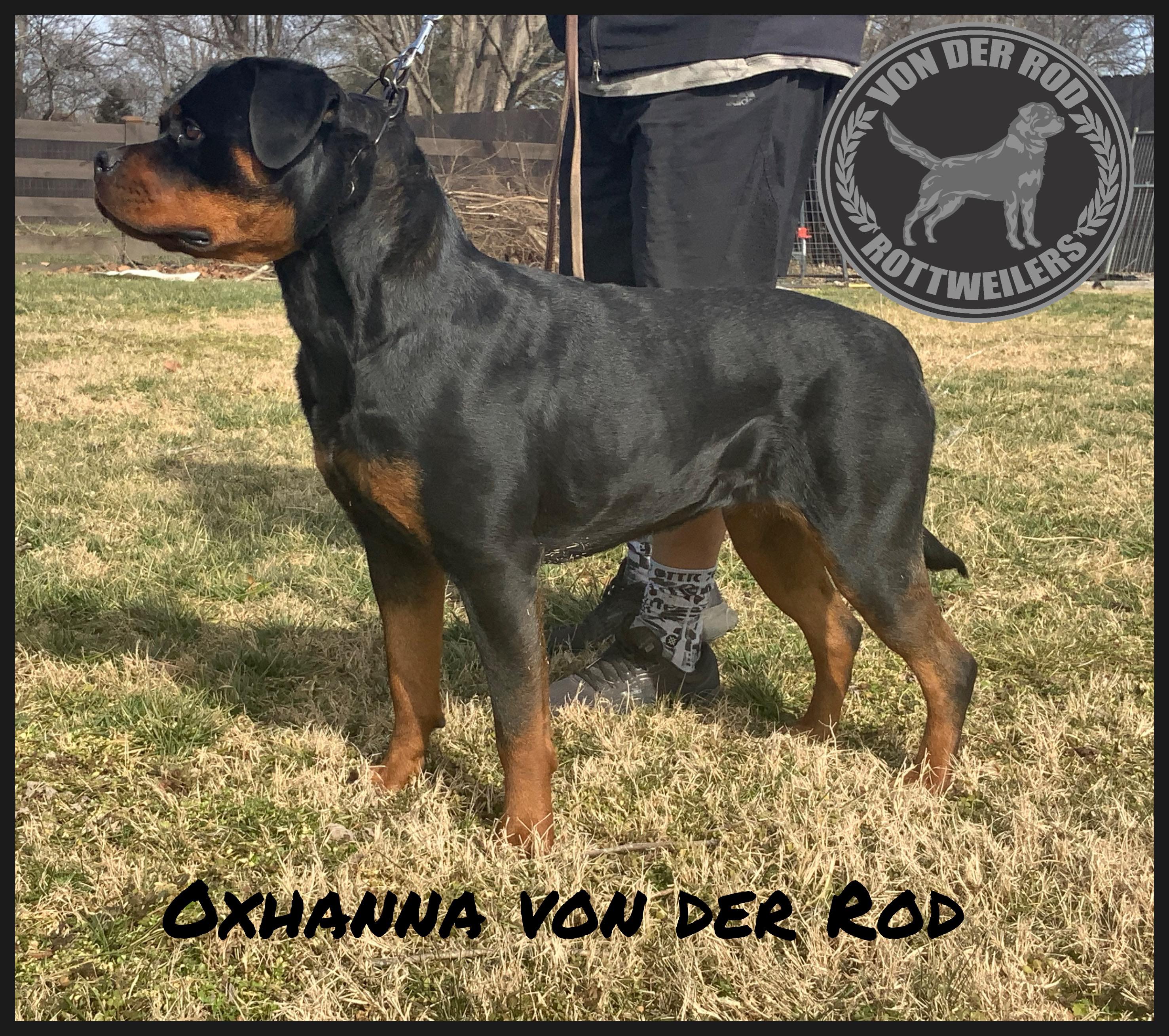 OXHANNA VON DER ROD
