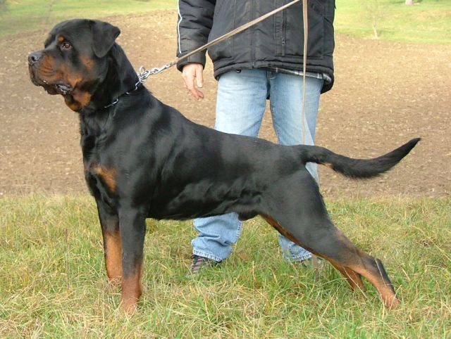 GERO VON DEN HASSBERGHÖHEN