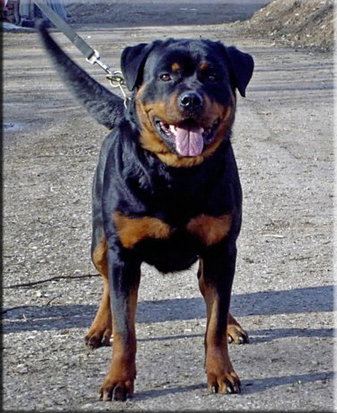 Gianna von der burg Weibertreu