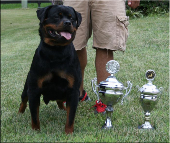 Jetta von der Rod, rottweiler female