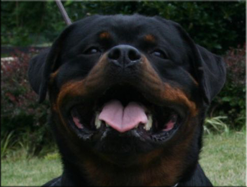 Jetta von der Rod, rottweiler female