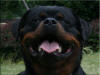 Jetta von der Rod, rottweiler female