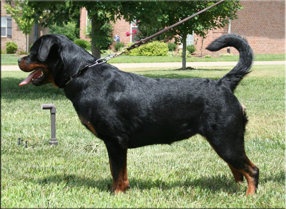 Jetta von der Rod, rottweiler female