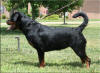 Jetta von der Rod, rottweiler female