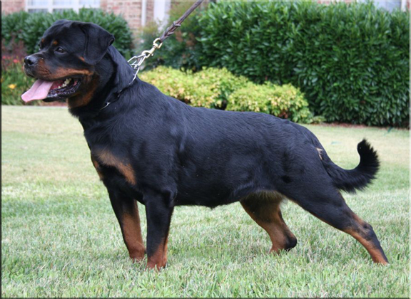 Jetta von der Rod, rottweiler female