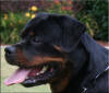 Jetta von der Rod, rottweiler female
