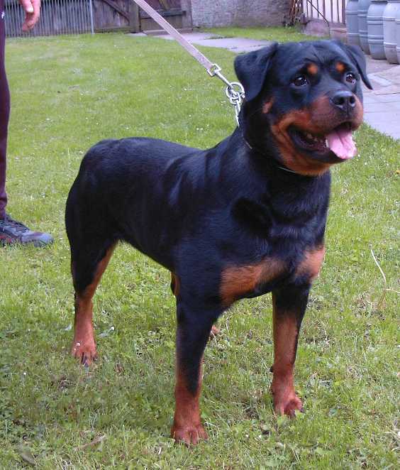 RUSCHKA VOM HAUSE ENZIAN