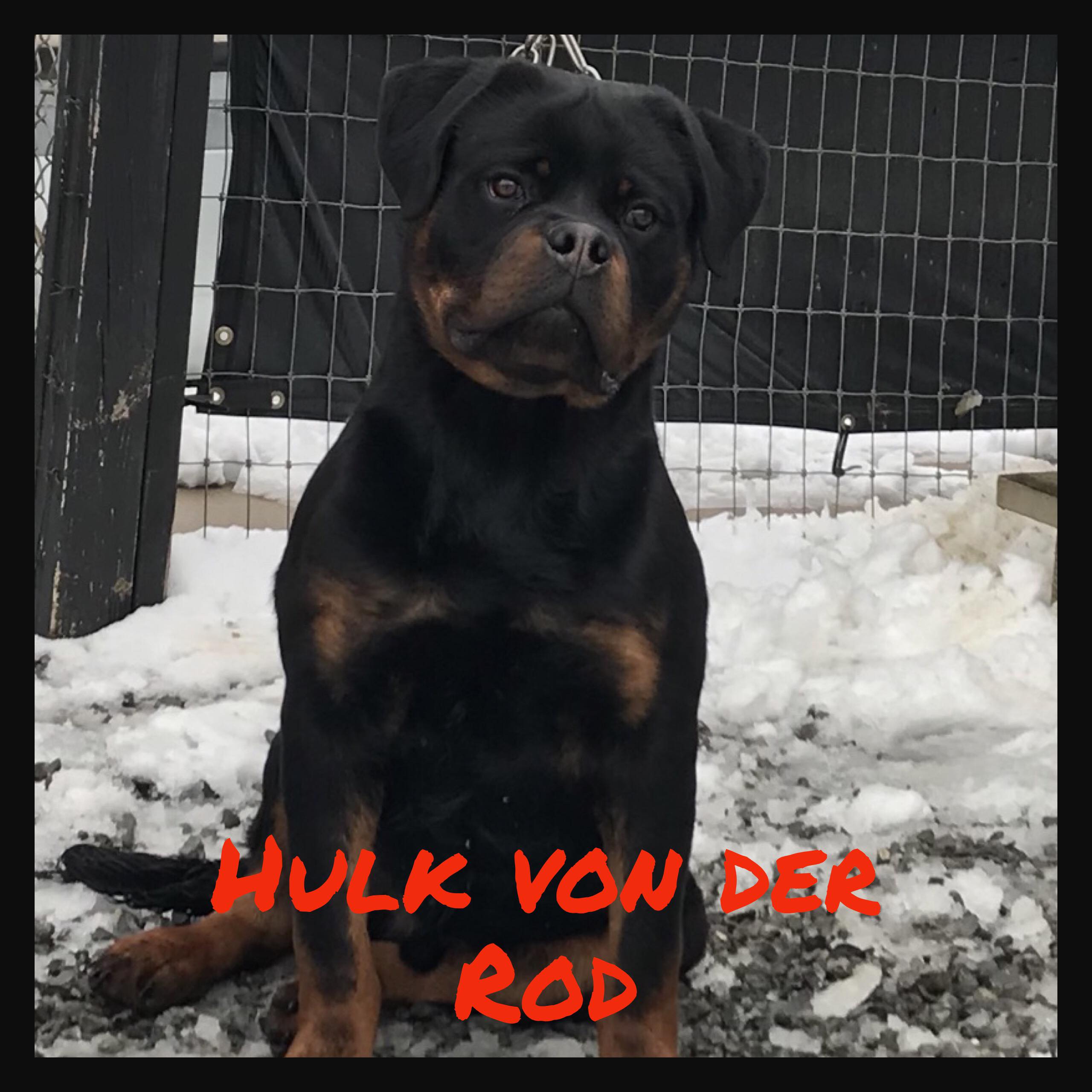 Hulk von der Rod